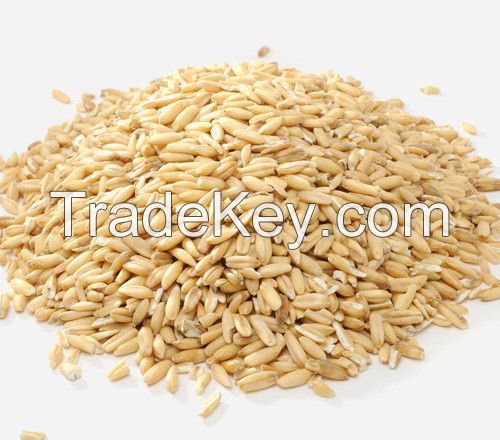 Oat grain