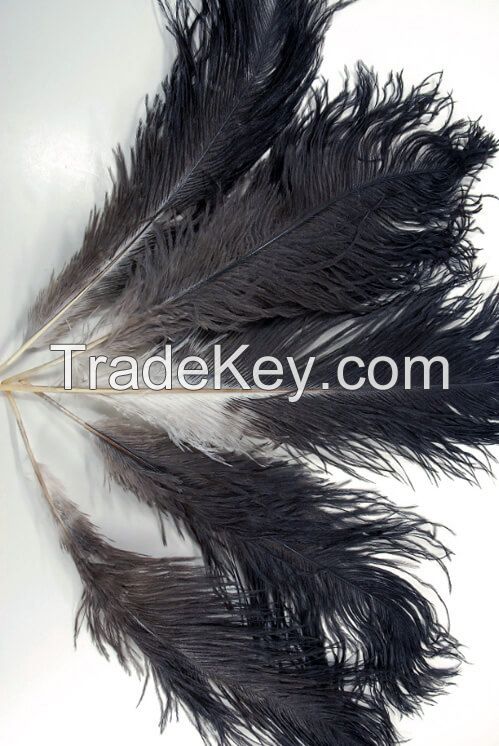 natural ostrich feathers