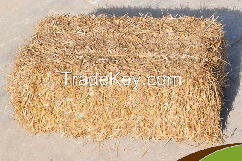 Maize hay Bales Timothy Hay