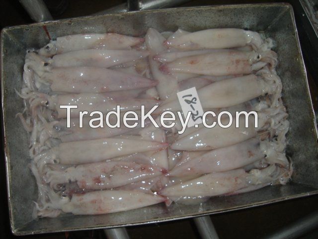 frozen Whole squid