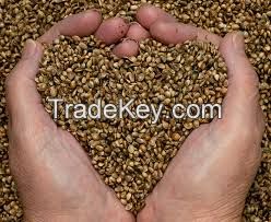 Top Quality Hemp Seeds