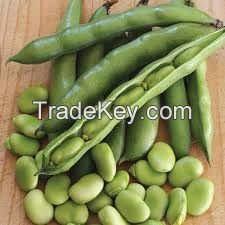 Broad Beans