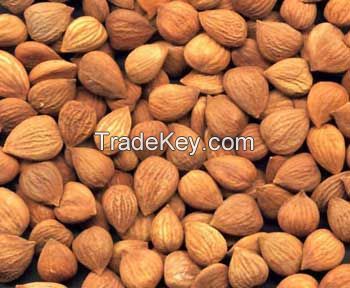 Apricot Kernels