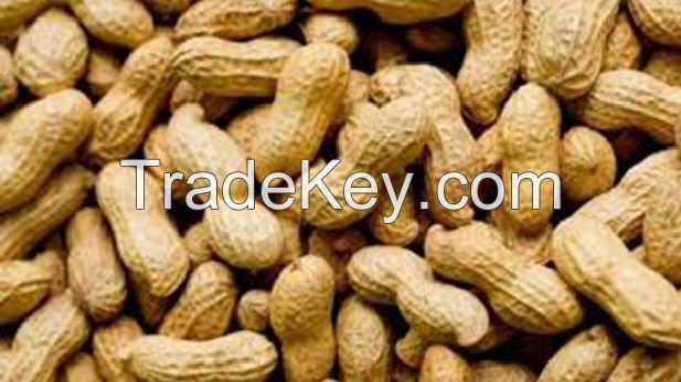 Indian Peanuts with shell