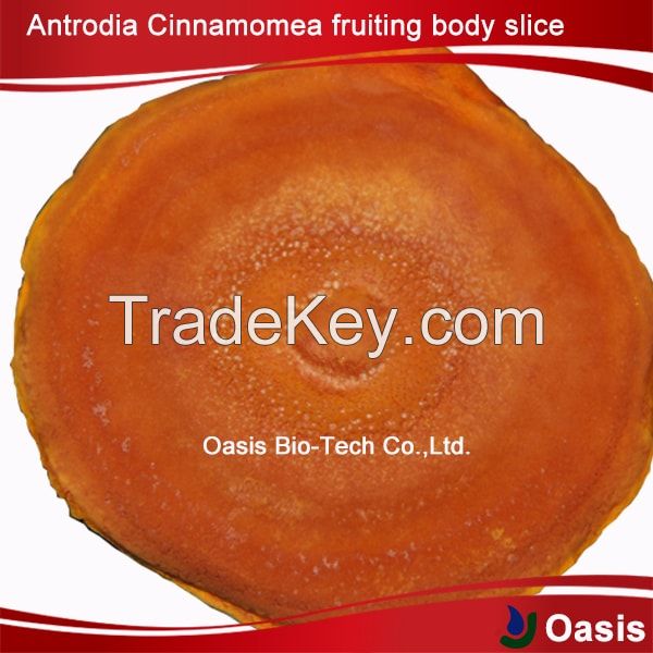 new chinese herbal materials Antrodia Cinnamomea Looking for co-manufacturers