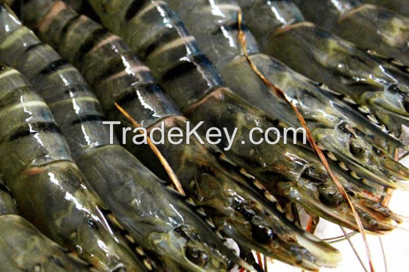 Frozen Fresh Shrimp/Seafood/Black Tiger Prawn