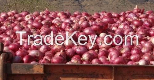 fresh red and white Onions for sale