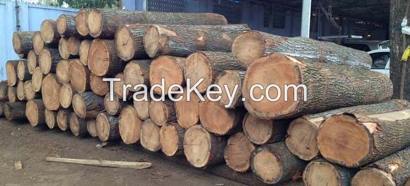 WHITE OAK LOGS/FRESH CUT ROUND LOGS