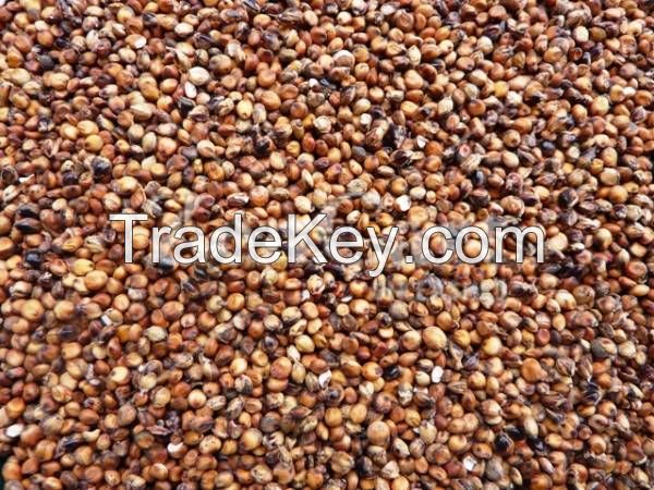 High Quality Bulk Red Sorghum/White Sorghum For Sale