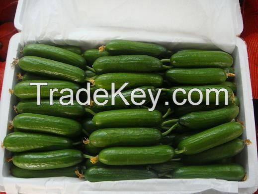 Low price Fresh green Cucumber