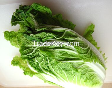 HIGH QUALITY FRESH CELERY CABBAGE ( NAPA CABBAGE) WITH BEST PRIC