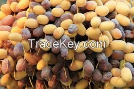 dried dates fresh dates importers