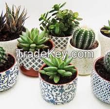 Amazon hot Muti-color led mini touch green plant smart bluetooth music flower pot dancing flower