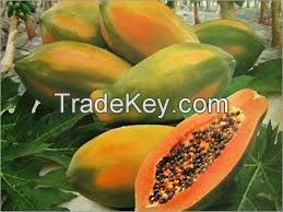 Good Quality Fresh Papaya