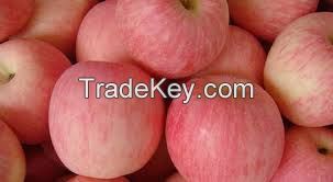 fuji apple price FROM china