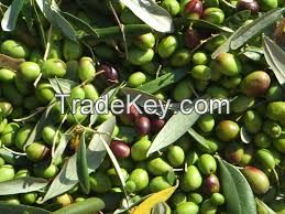 Good Quality fresh Olives Available