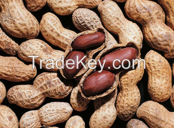 Peanut best quality origin Vietnam