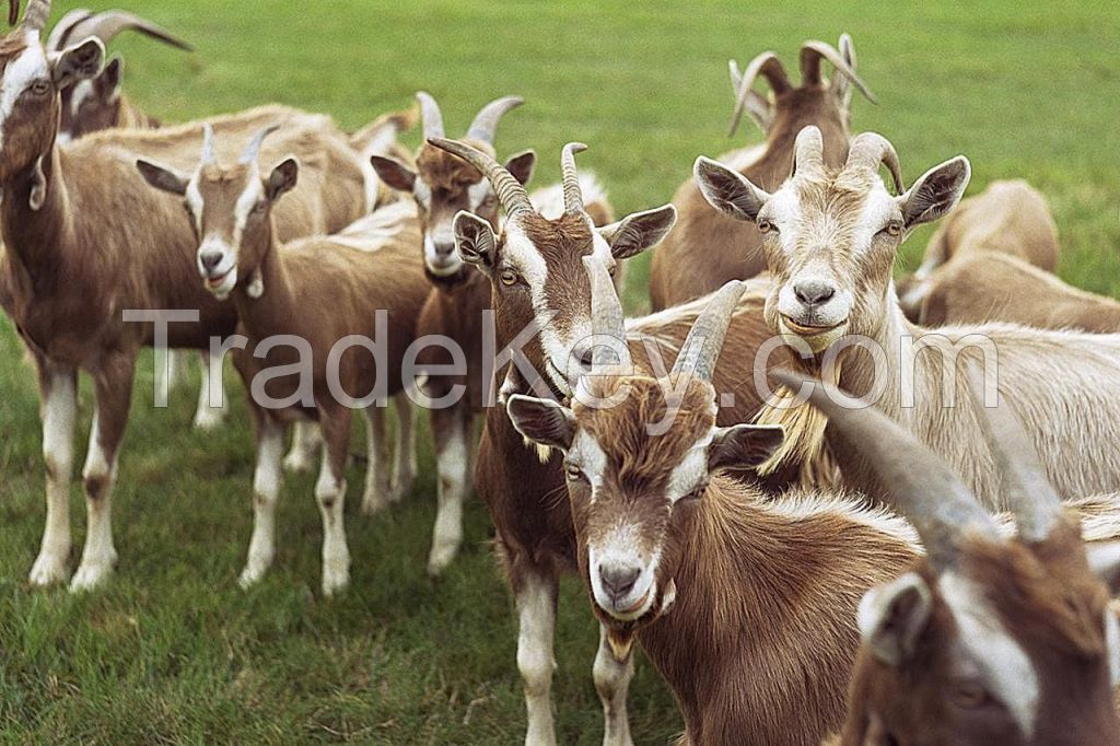Quality Boer goats for sale