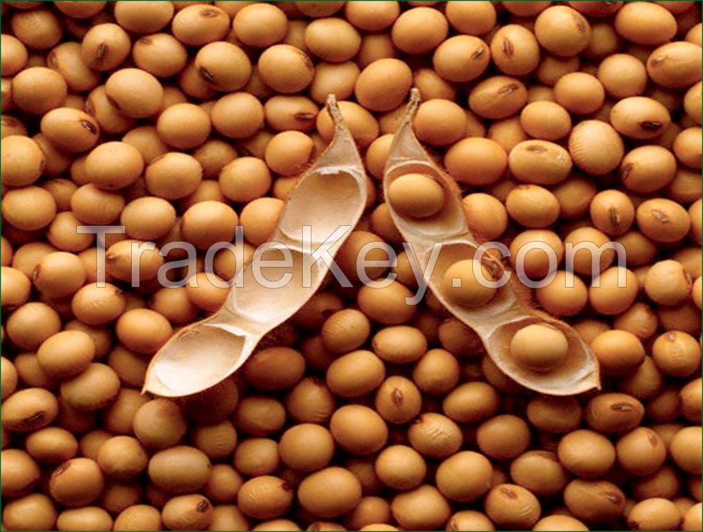 Non GMO soybeans