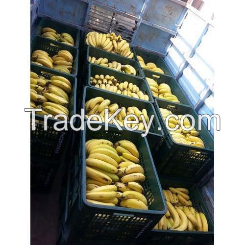 Fresh Bananas