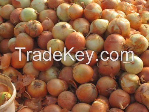 natural/cheap/high quality fresh yellow onion