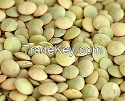 Super Quality Green / Yellow / Red Split Lentils / Green Split Lentils / Lentils Beans