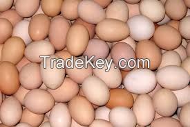 Farm Fresh Chicken Table Eggs Brown and White Shell Chicken Eggs