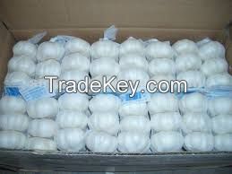 Fresh Farm Galic For Export good affordable  price