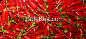 Red cayenne pepper spicy/hot chili pepper