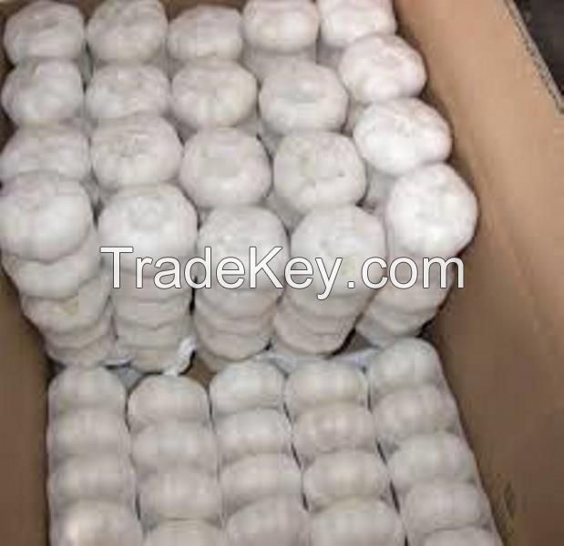 Factory supply high quality fresh natural garlic price for sale !