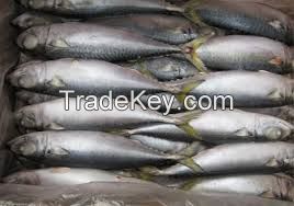 Horse Mackerel Fish Frozen, Hotsale Fresh quality Mackerel Fish, Herring Fish