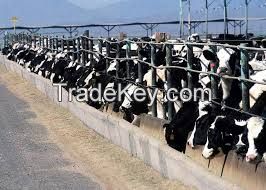 Pregnant Dairy Cattle For Sale / Holstein Heifer Cows For Sale