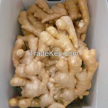 Wholesale organic fresh ginger price for sale at low pricing