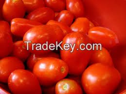 High quality Fresh tomatoes for sale at cheap offers