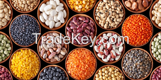 Light Speckled Kidney Bean(White Kidney Beans, Long Shape)Purple Red Speckled Kidney Beans, Coffee Beans, Black Beans, Soya Beans, Mung Beans