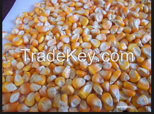 Yellow Corn, White Corn For Animal Feed