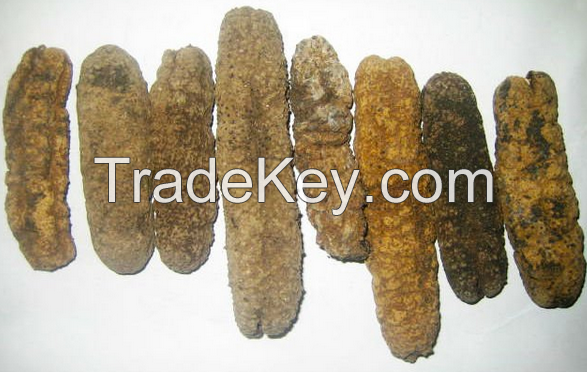 Dried Sea Cucumber