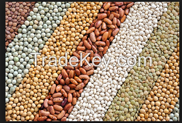 Soybeans Lentils / Organic Beans / Cocoa Beans