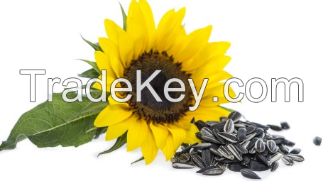 Sunflower Seeds / moringa seeds /  powder and leaf