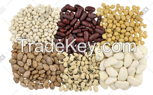 Black Beans / Speckled Kidney Beans / Red Beans / Pigeon Peas
