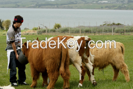 Cattle, Sheep , Goats  Friesland , Oxes , Cross breed, Cow , Calves, Bull , Heifa , Sheep