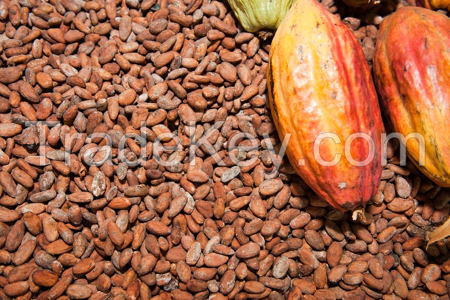 Top Grade , 100% certified organic cocoa - raw beans