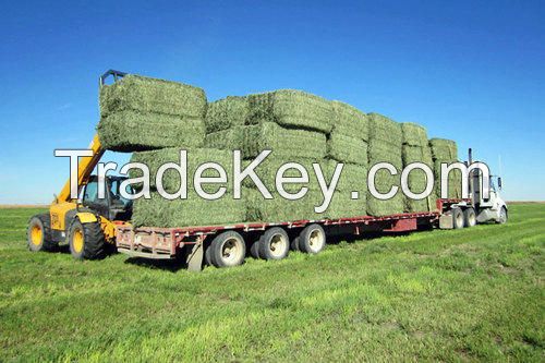 Alfalfa Hay, Oaten Hay, Rhodes Hay, Wheat Hay, Timothy Hay , Animal feed