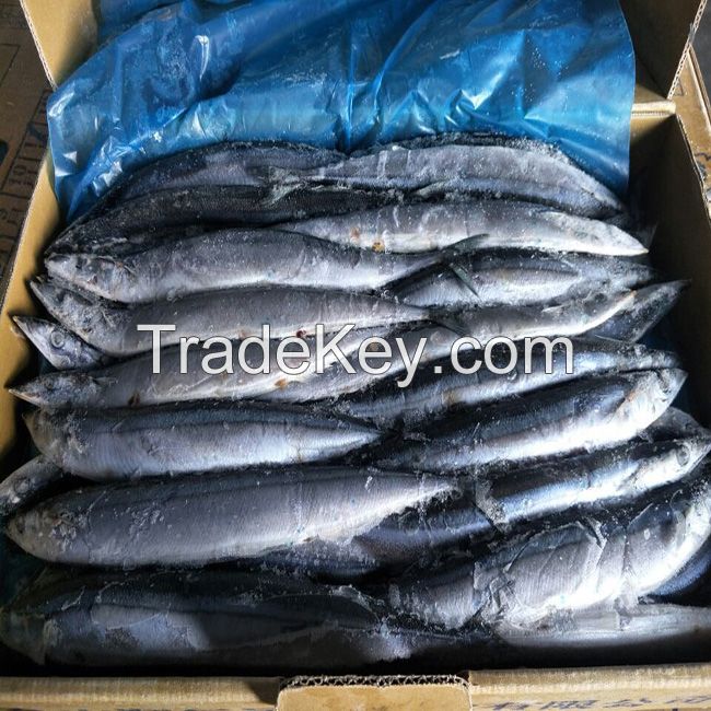 Frozen pacific Saury whole round fish