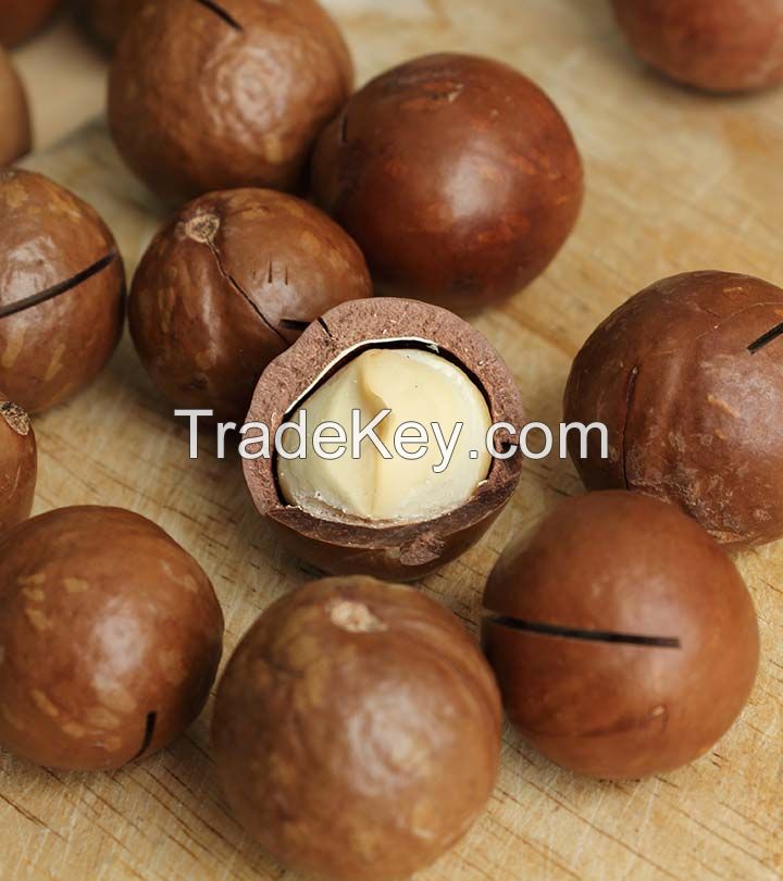 Raw macadamia nuts in shell