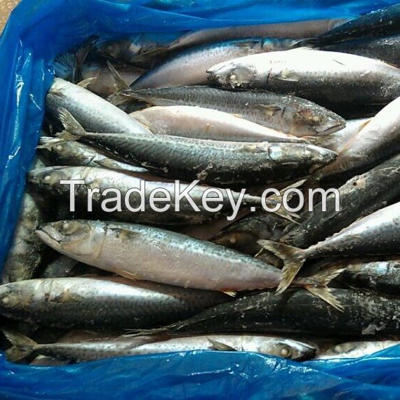 Good carton 150-200g frozen pacific mackerel