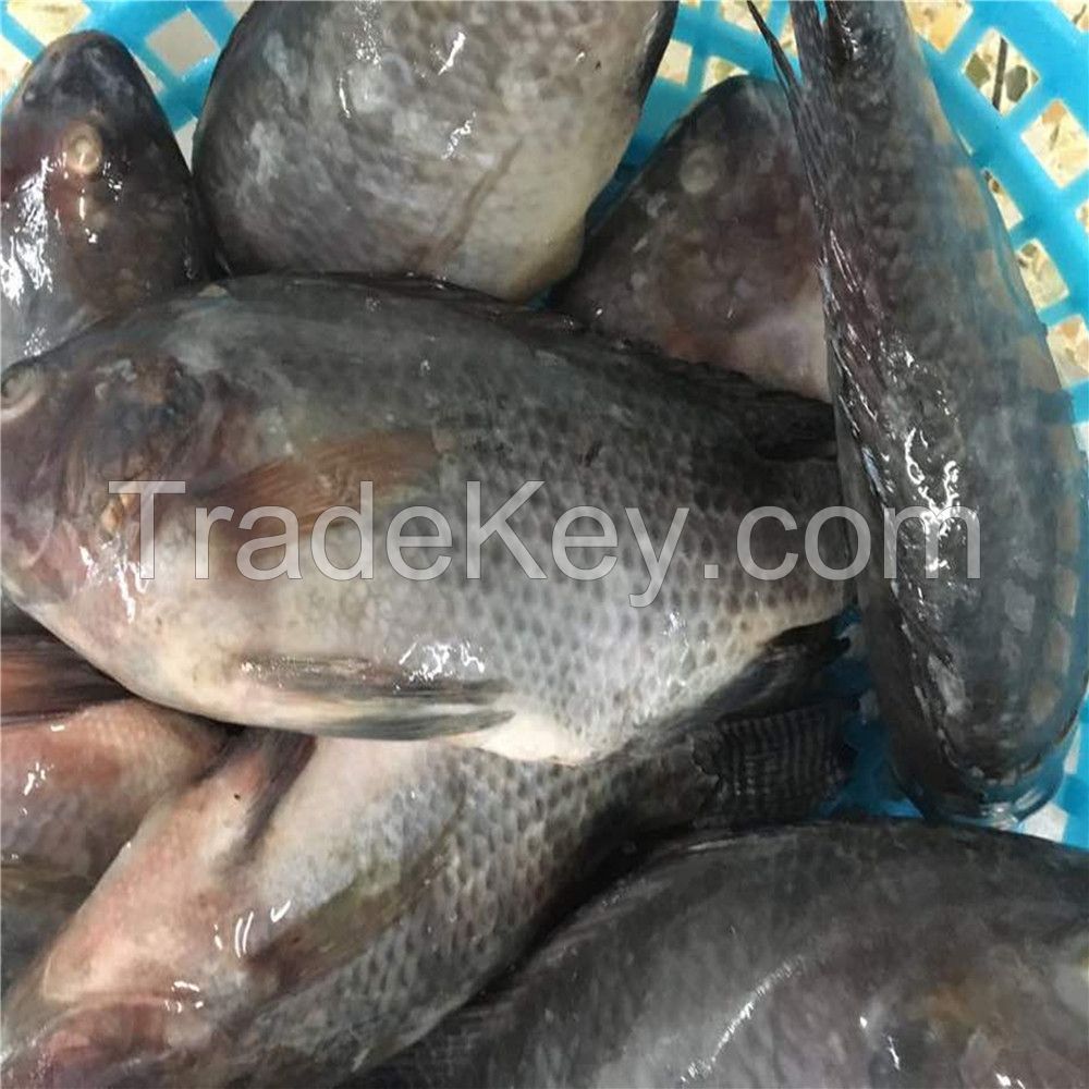 Best Quality Frozen Tilapia Whole Round Price 300-400g Fresh Fish