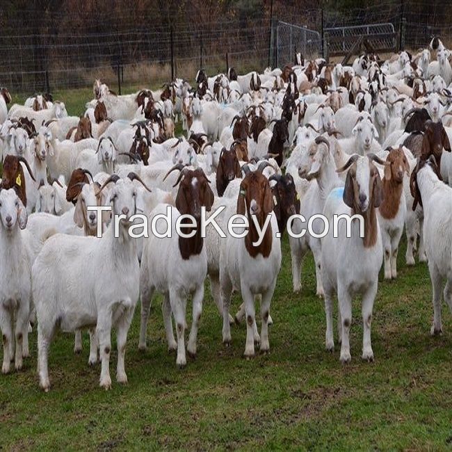 Live Dairy Cows and Pregnant Holstein Heifers Cow/ Alive Boer Goats/ Live Sheep/ Cattle