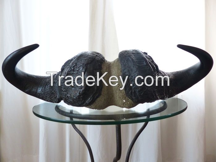 BUFFALO HORNS for sale