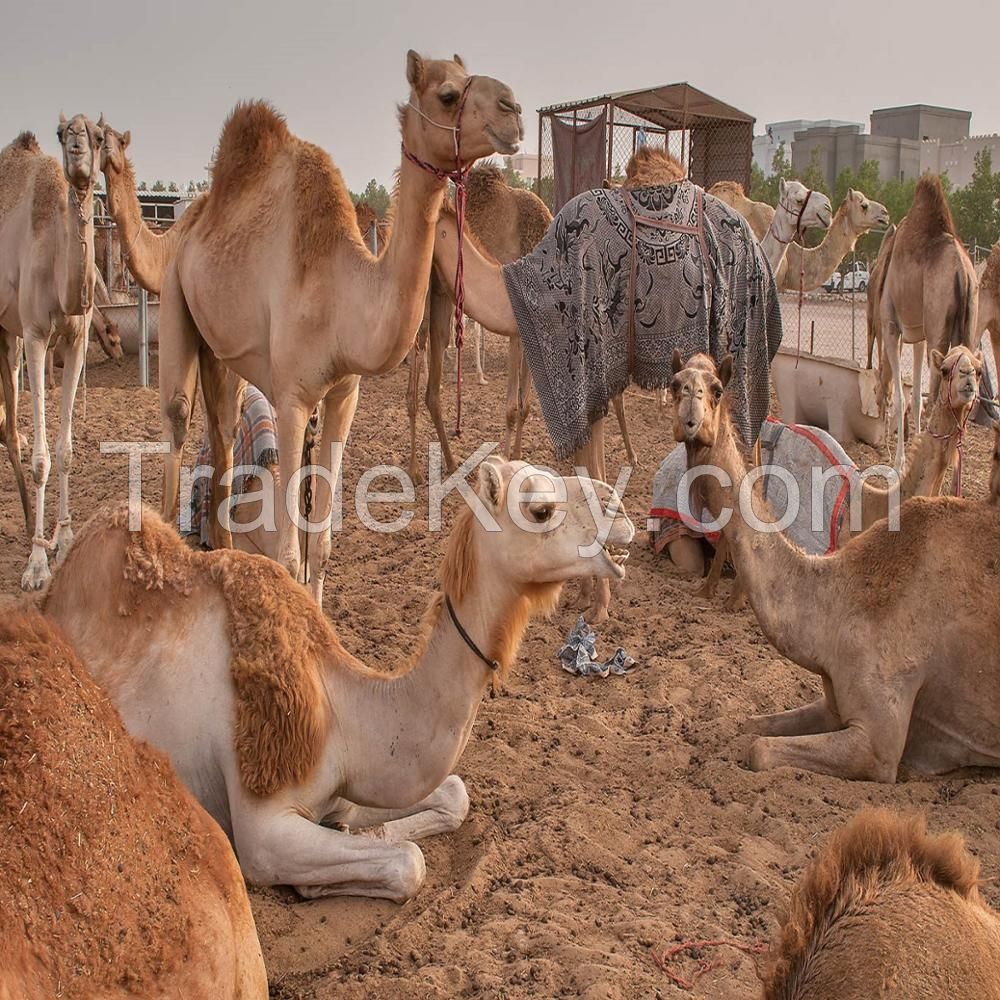 Healthy certified alive camel for sale